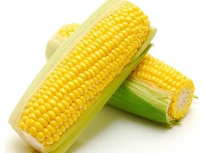إثنان كوز ذرة متوسط الحجم