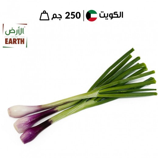 بصل أخضر